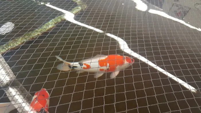 Inland Koi 12