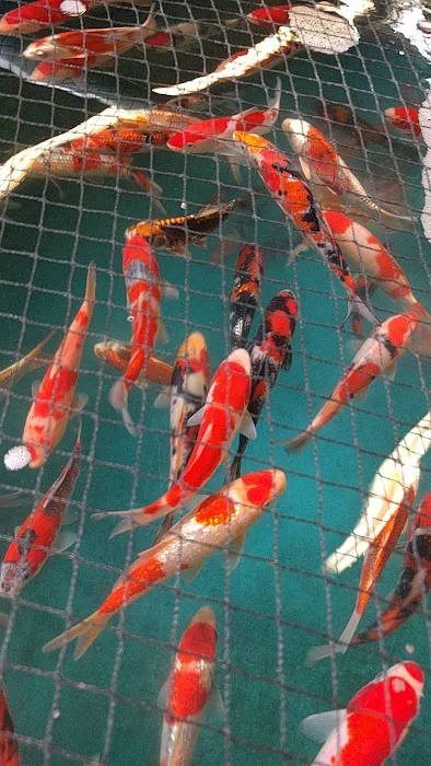 Inland Koi 12