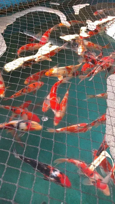 Inland Koi 12