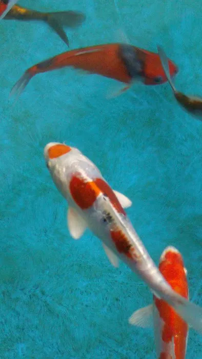 Inland Koi 12