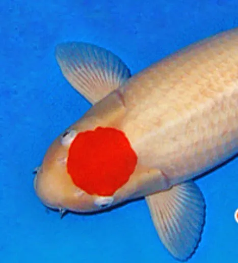 Inland Koi 12