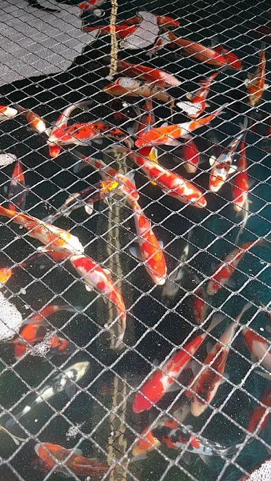 Inland Koi 12