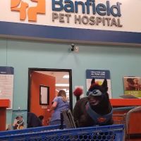 Banfield Pet Hospital ico