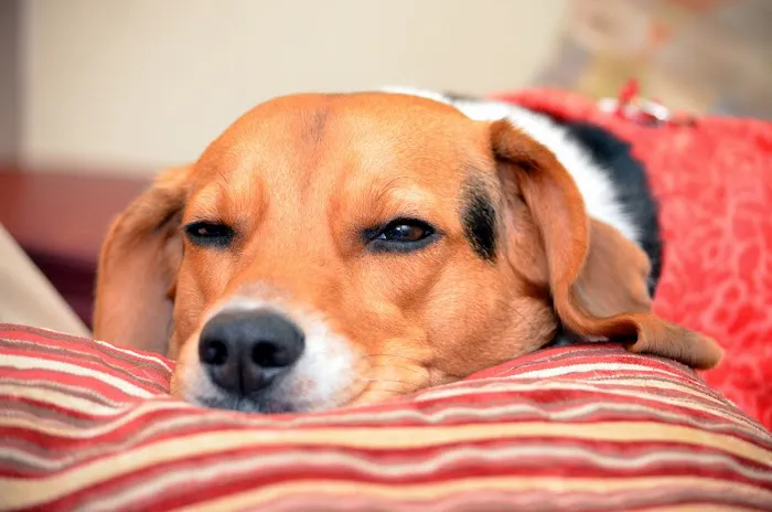 Banfield Pet Hospital 12