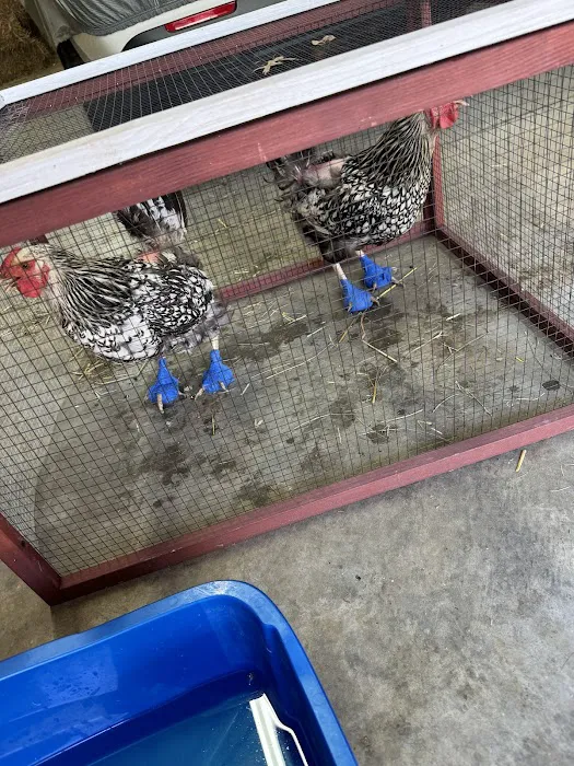 Dr. Prather’s Farm Animal Veterinary Services 12