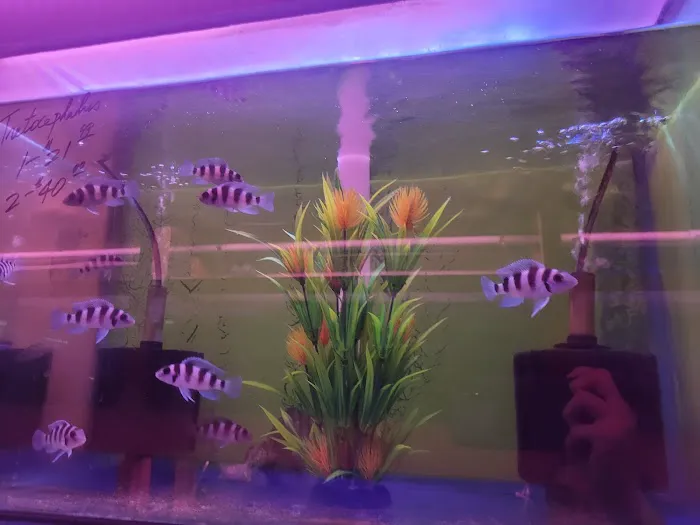 D D Fish & Pets 12