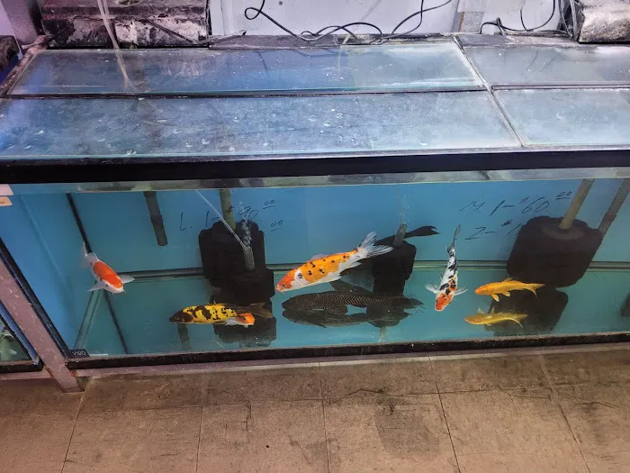D D Fish & Pets 12
