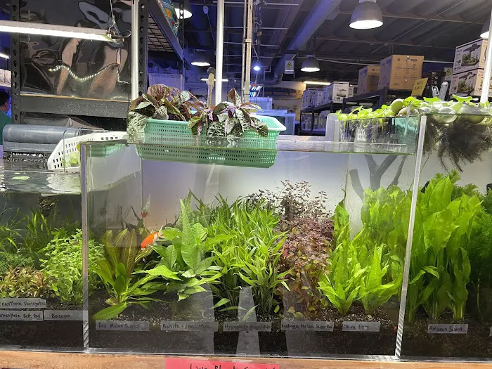 Seaside Tropical Fish 12