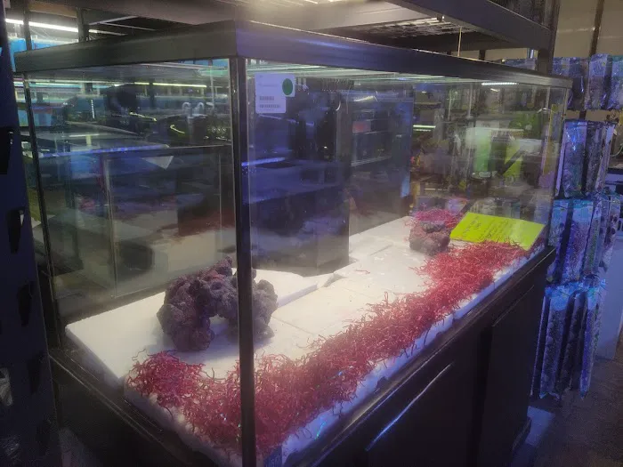 Seaside Tropical Fish 12