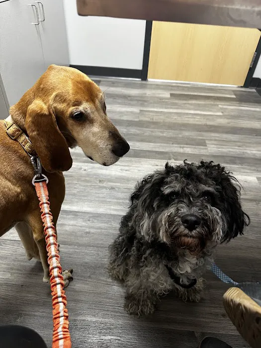 My Pet's Vet Florence 12