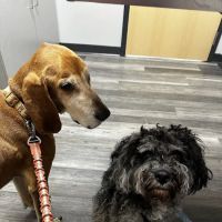 My Pet's Vet Florence ico