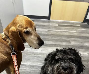 My Pet's Vet Florence