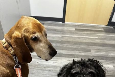 My Pet's Vet Florence