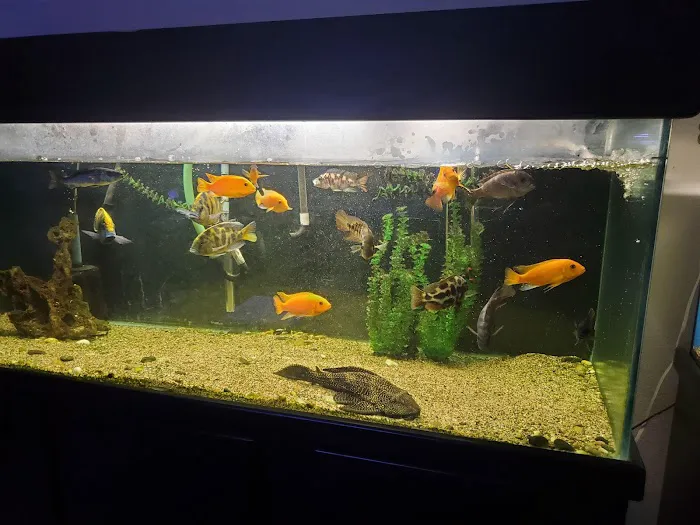 Nolan's Aquarium 12