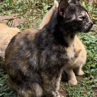 Florence Veterinary Hospital ico