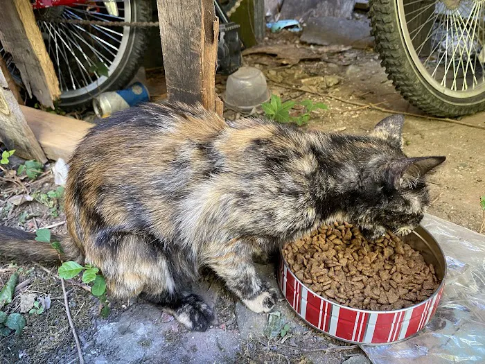 Florence Veterinary Hospital 12