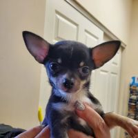 Shelby Street Veterinary Hospital ico
