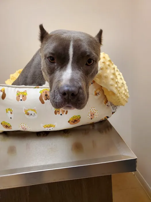 Shelby Street Veterinary Hospital 12