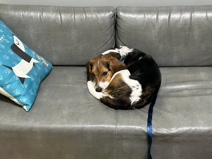 PetVet365 Pet Hospital Florence 5