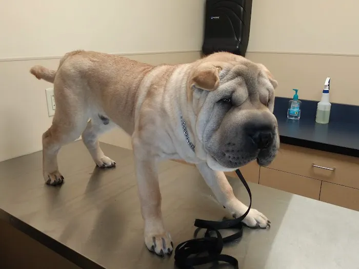 Noah's Ark Animal Clinic of Florence 12