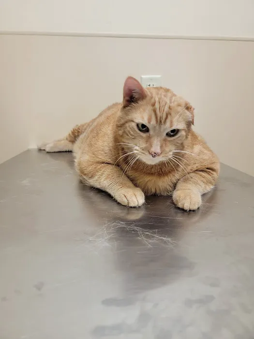 Noah's Ark Animal Clinic of Florence 12