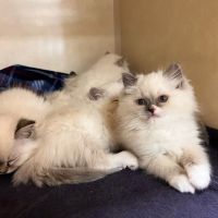 Middendorf Animal Hospital & Laser Centre ico