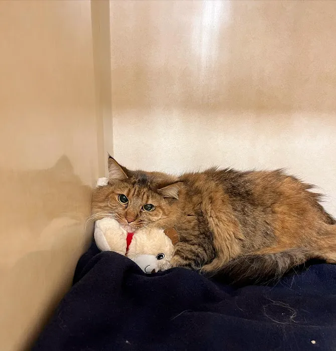 Middendorf Animal Hospital & Laser Centre 12