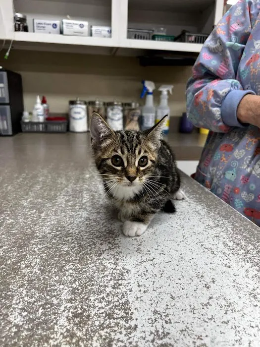 Middendorf Animal Hospital & Laser Centre 12