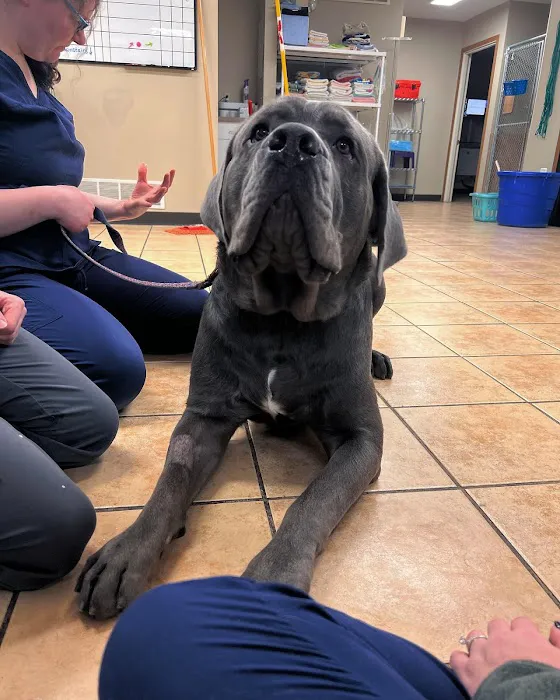 Middendorf Animal Hospital & Laser Centre 12