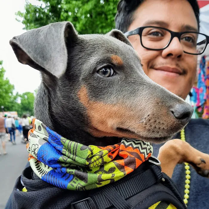 Cool Life Dog 12