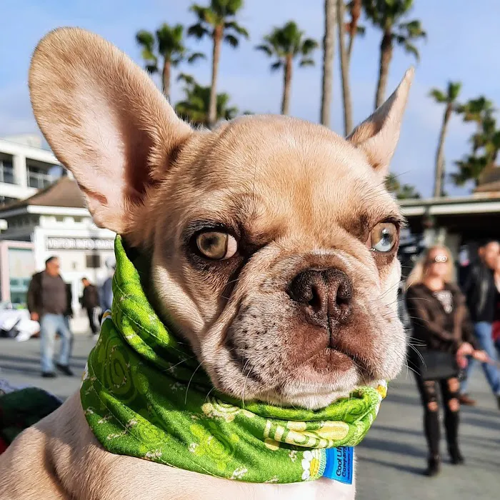 Cool Life Dog 12