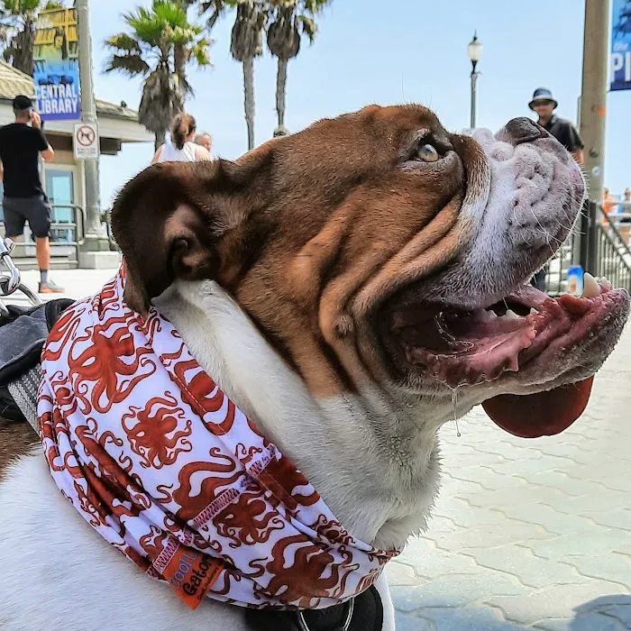 Cool Life Dog 12