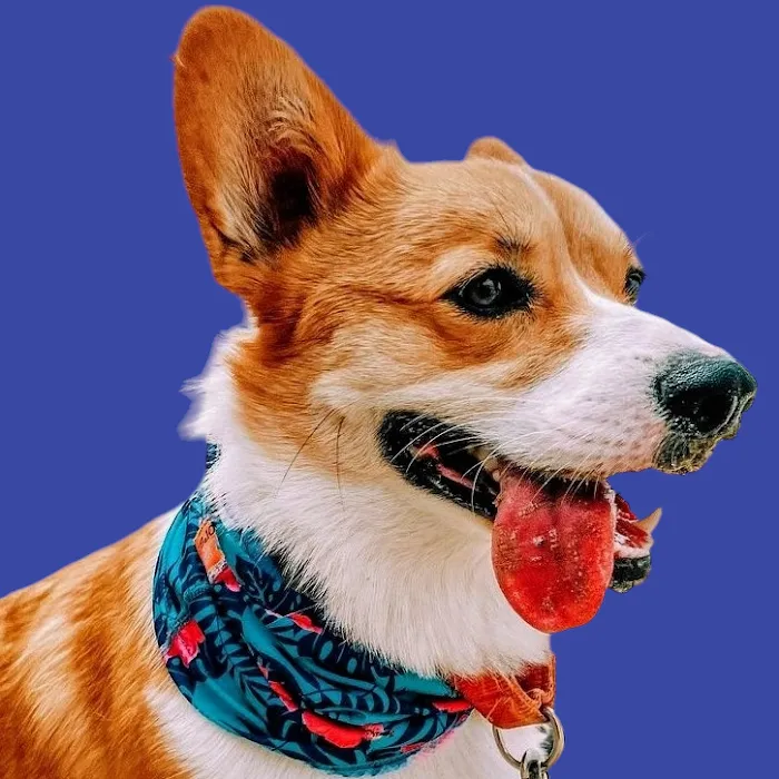 Cool Life Dog 12