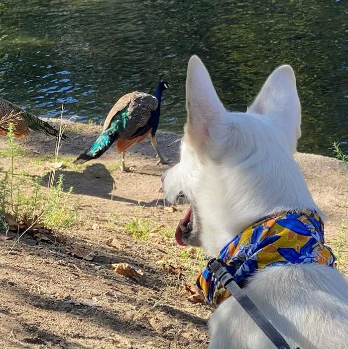 Cool Life Dog 12