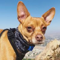 Cool Life Dog ico