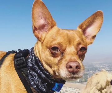 Cool Life Dog