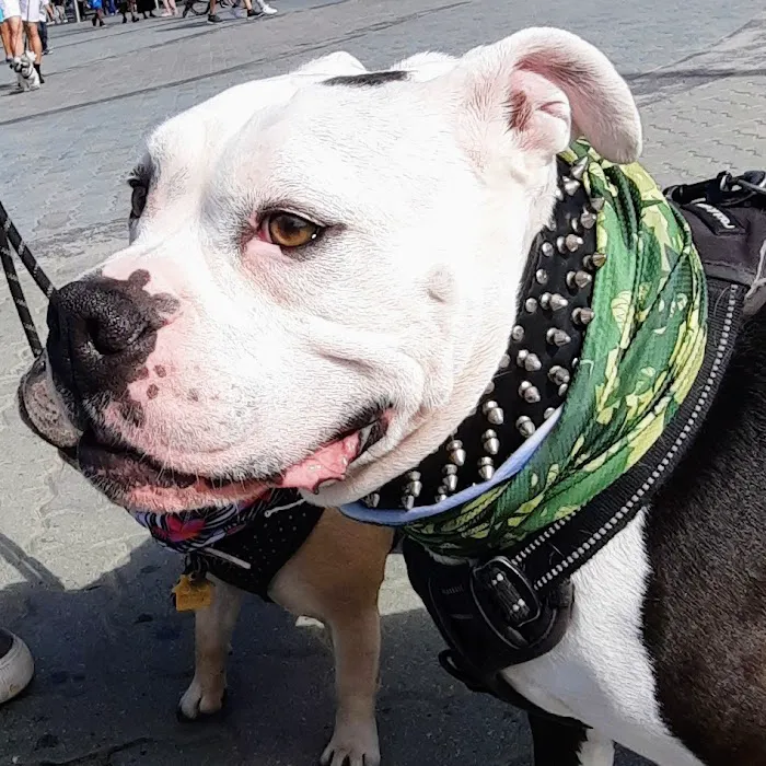Cool Life Dog 12
