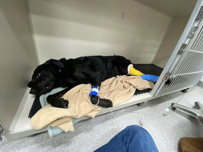 Covedale Pet Hospital 12