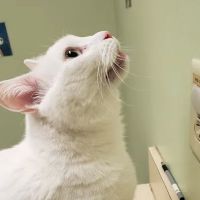 Covedale Pet Hospital ico