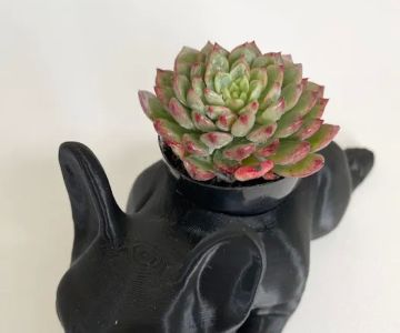 CALIDOG online-shop