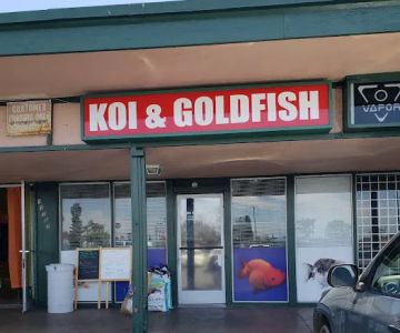 King Koi & Goldfish