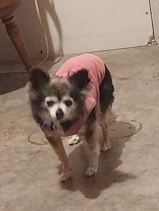 Corydon Animal Hospital 12