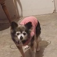 Corydon Animal Hospital ico