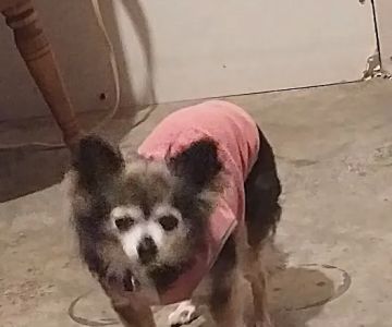 Corydon Animal Hospital