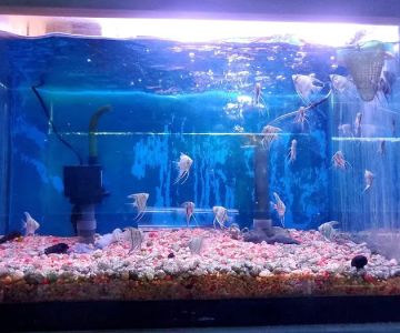 Tropical Fish World
