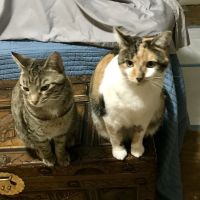 Georgetown Veterinary Clinic ico