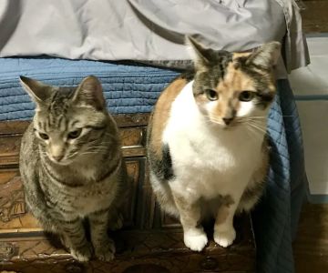 Georgetown Veterinary Clinic