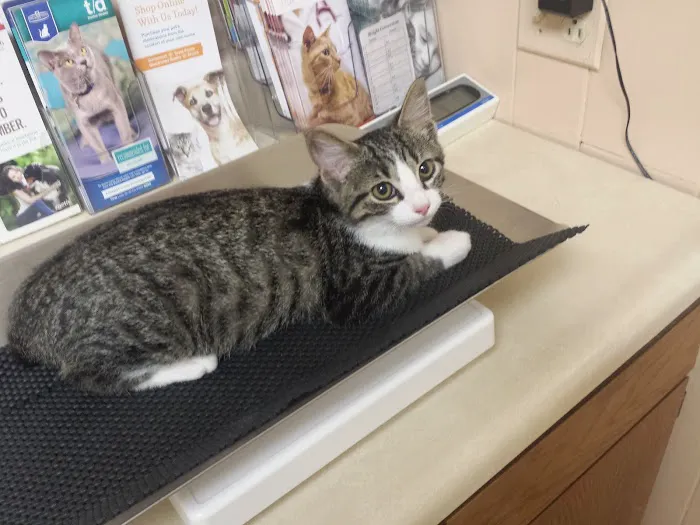 Unleashed Veterinary Care 12