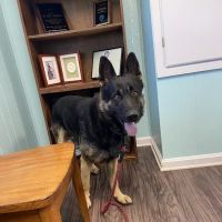 Unleashed Veterinary Care ico