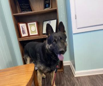 Unleashed Veterinary Care